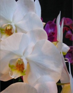 Enter the Orchid profile