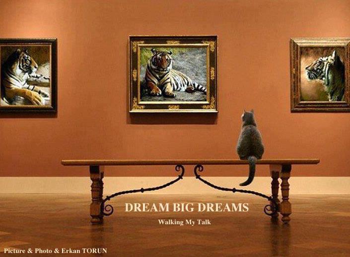 big cat dreams