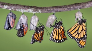 transformation butterflies